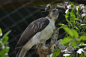 The Philippine Eagle (9105623816)