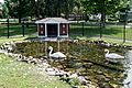 The Royal Swans of Swanton Vermont