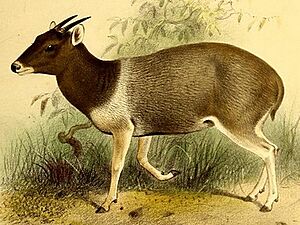 The book of antelopes (1894) Cephalophus jentinki 2.jpg
