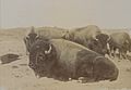 The last of the Canadian buffaloes Photo No 580 (HS85-10-13487)