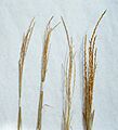 Thinopyrum intermedium head types
