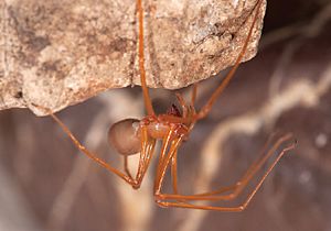Trogloraptor marchingtoni (Female); captive specimen.jpg