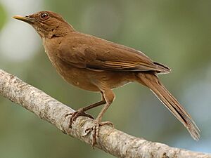 Turdus grayi Garita, Alajuela Costa Rica-10