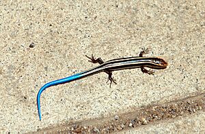 Western skink
