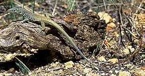 Western whiptail at the Nevada Test Site