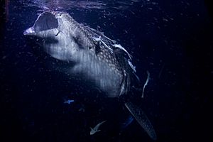 Whale Shark AdF