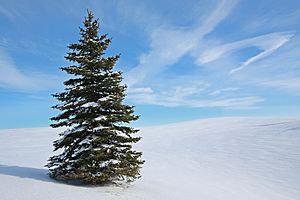 White Spruce, Brampton, Ontario (5322599282)