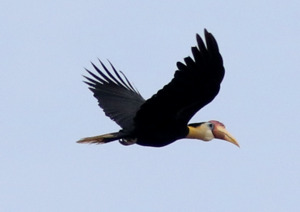 Wrinkled Hornbill 2