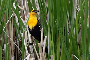 Xanthocephalus xanthocephalus -100 Mile House, British Columbia, Canada -male-8.jpg