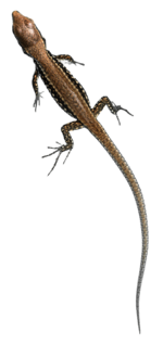 Young Common Wall Lizard (Podarcis muralis)