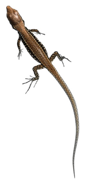 Young Common Wall Lizard (Podarcis muralis).png