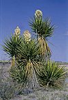 Yucca torreyi fh 1180.18 TX B.jpg