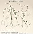 Zostera noltii