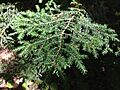 2013-08-25 15 39 09 Closeup of Eastern Hemlock foliage across Taborton Road from the entrance to Spring Lake in Berlin, New York