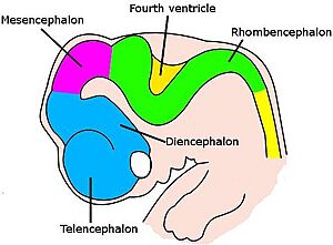 6 week embryo brain
