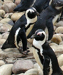 African penguin Facts for Kids