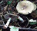 Agaricus impudicus 01