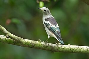 Agropsar sturninus - Kent Ridge Park.jpg