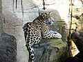 Akron Zoo Jaguar