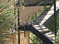 Alameda Park Zoo puma asleep on steps