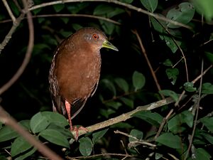 Amaurolimnas concolor - Uniform crake; Dourado, São Paulo, Brazil.jpg