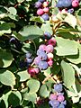 Amelanchier ovalis3