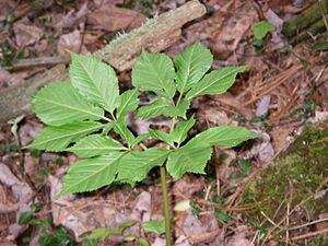 American ginseng