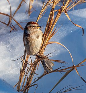 American tree sparrow in CP (41285)