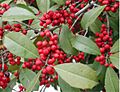 Americanholly 8046