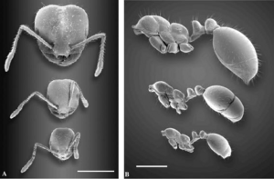 Anatomical differences of S. invicta workers