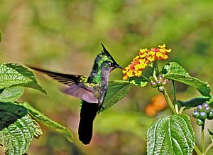 Antillean crested hummingbird feeding