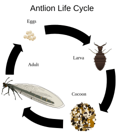 Antlion life cycle
