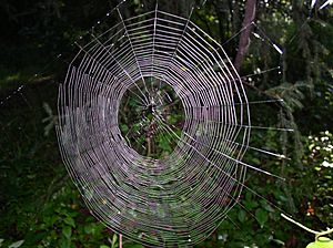 Araneidae web