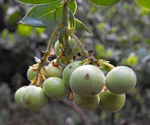 Arctocatalinae-fruit