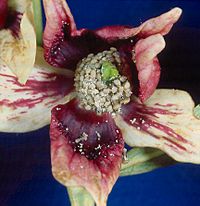 Asimina reticulata flower