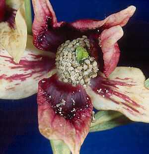 Asimina reticulata flower
