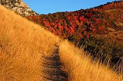 Autumn mountain trail