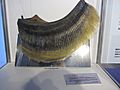 Baleen Plate of Bryde's Whale