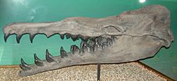 Basilosaurus cetoides skeleton.JPG