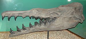 Basilosaurus cetoides skeleton