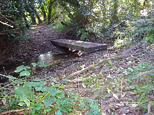 Beeston Beck in Sheringham Woods close to its springs