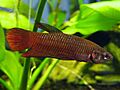 Betta tussyae (male) 2010-04-01
