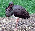 Black stork arp