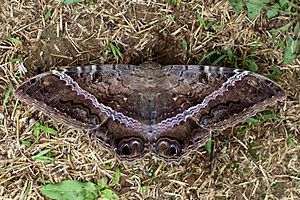 Black witch moth (Ascalapha odorata).JPG