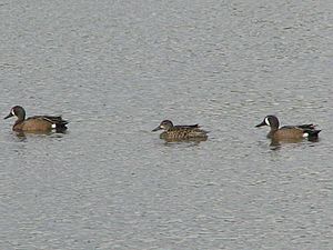 Blue-winged Teals, Vancouver