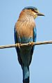 Blue Jay or The Indian Roller
