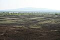 Bog of Allen - Croghan Hill