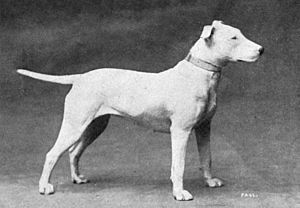 Bull Terrier from 1915