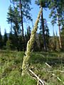 Calamagrostis rubescens 6