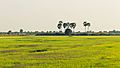 Cambodia's rice fields